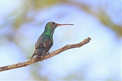 Honduran Emerald